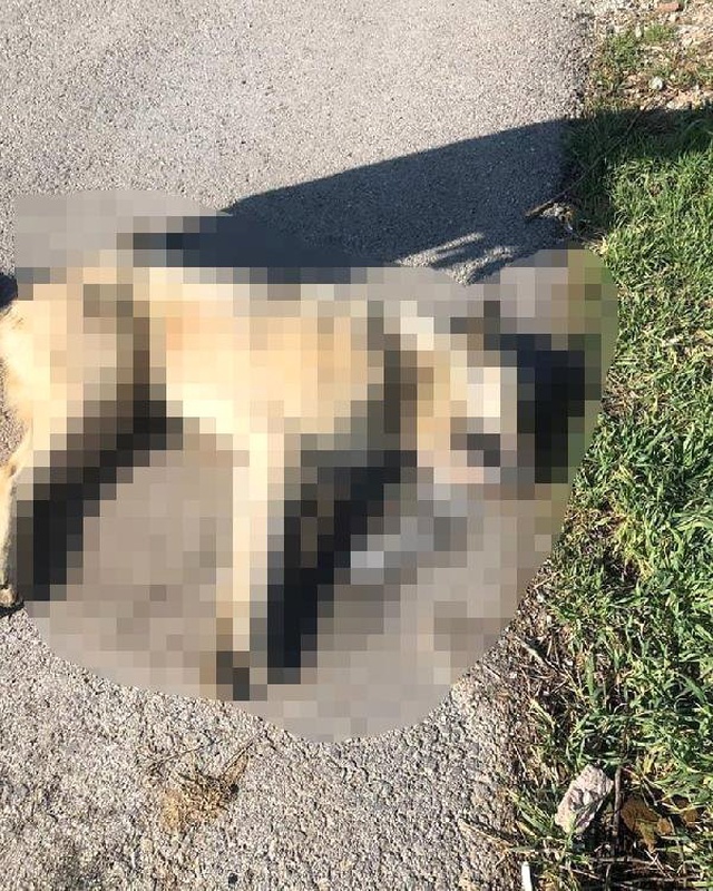 Ankara'da, 7 Köpeğin Daha Telef Edilmesine Hayvanseverlerden Tepki: Artık Halimiz Kalmadı
