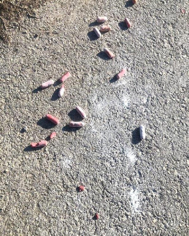 Ankara'da, 7 Köpeğin Daha Telef Edilmesine Hayvanseverlerden Tepki: Artık Halimiz Kalmadı