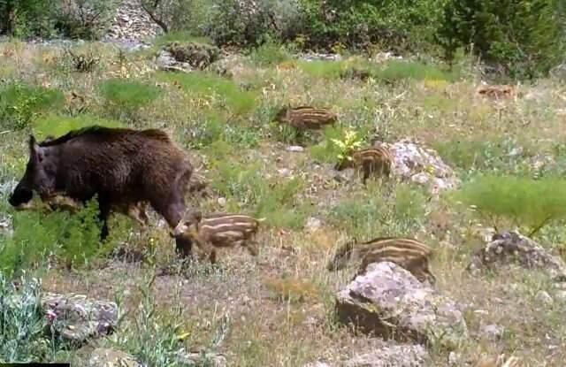 Erzincan'da Yaban Hayat Fotokapanlarla Görüntülendi