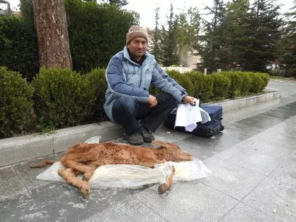 Komşusunun Zehirlediğini Öne Sürdüğü Buzağısına Otopsi Yapılmasını İstedi