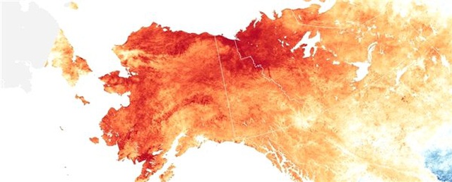 Alaska'da Can Kayıplarına Neden Olan Yüksek Sıcaklıklar Yaşanıyor