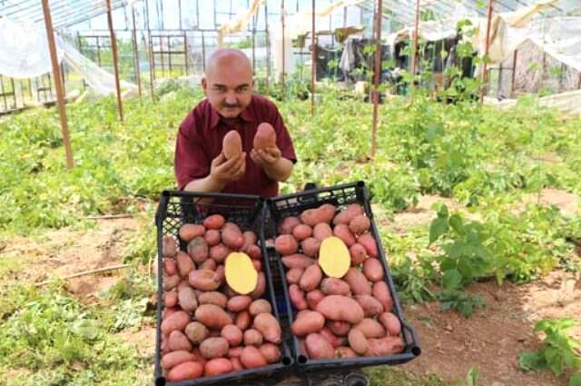 Şeker Hastası Annesi İçin Kırmızı Patates Yetiştirdi Şeker Hastası Annesi İçin Ürettiği Patates Gelir Kapısı Oldu! Kilosunu 20 TL'ye Satıyor