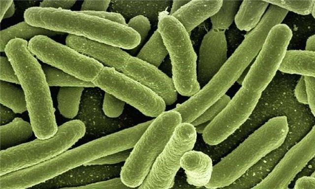 E. Coli Bakterisinin Süper Bakteri Versiyonu Bağırsaklarımızı Nasıl Ele Geçiriyor?