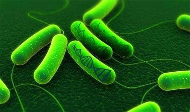 E. Coli Bakterisinin Süper Bakteri Versiyonu Bağırsaklarımızı Nasıl Ele Geçiriyor?