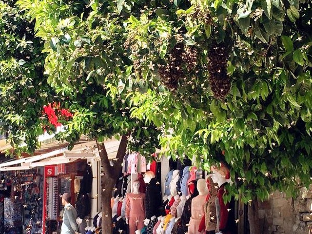 Cadde Üzerindeki Ağaca Oğul Veren Bal Arıları Tedirgin Etti