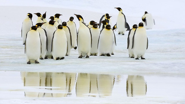 Antarktika'da Buz Tabakası Parçalandı, Binlerce Yavru Penguen Boğuldu