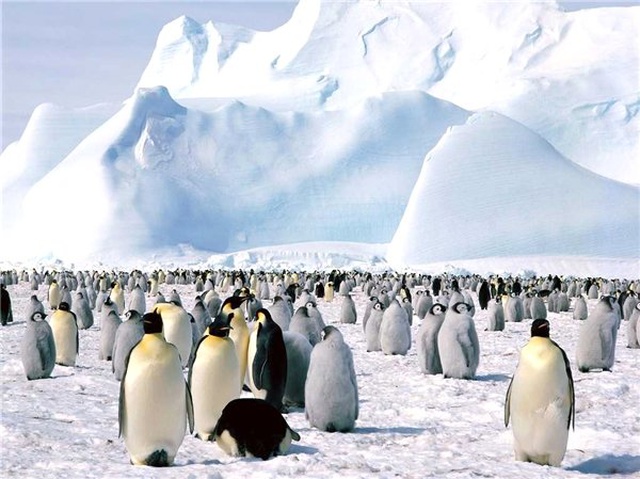 Antartika'da Buz Kütlesi Parçalandı, Binlerce Yavru Penguen Boğularak Öldü
