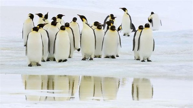 Antartika'da Buz Kütlesi Parçalandı, Binlerce Yavru Penguen Boğularak Öldü