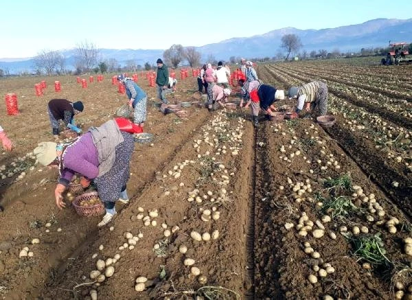 Patates Üreticileri: Fiyat 2,5 Liranın Altına Düşerse Zarar Ederiz