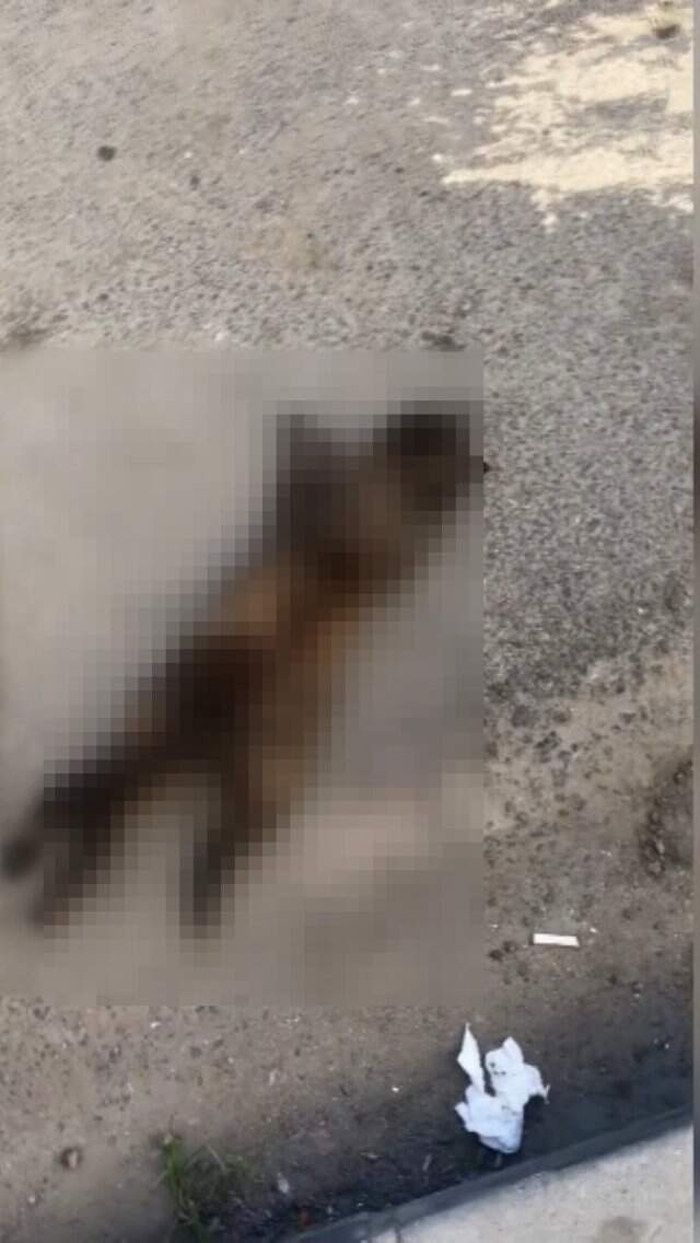 İstanbul'da Anne Kedi ve Yavruları Öldürülmüş Halde Bulundu İstanbul'da Anne Kedi ve Yavruları Öldürülmüş Halde Bulundu