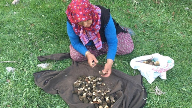 Kuzugöbeği Mantarının Kilosu 100 Liradan Satılıyor