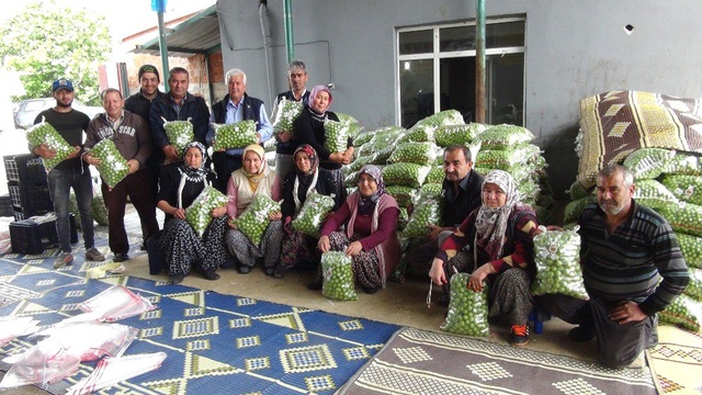 Silifke'de Erik İhracatı Üreticinin Yüzünü Güldürüyor