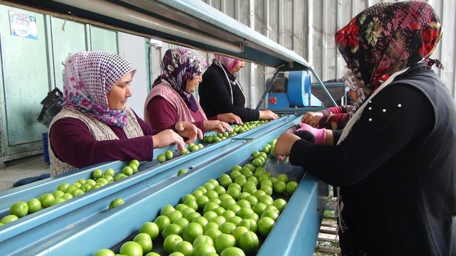 Silifke'de Erik İhracatı Üreticinin Yüzünü Güldürüyor