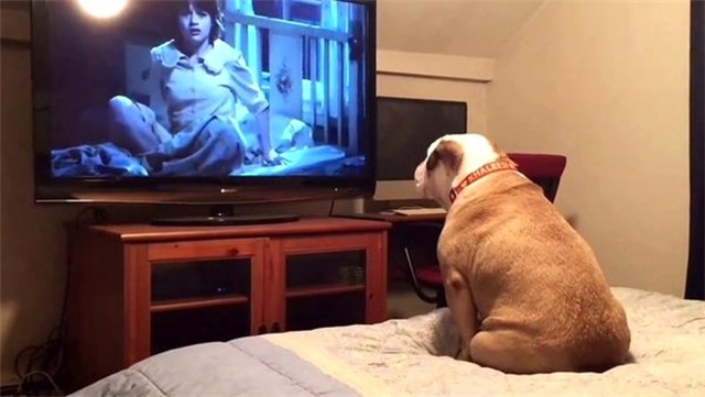 Araştırmacılar, Köpeklerin Televizyon Ekranına İlgilerini Bilimsel Olarak Açıkladılar