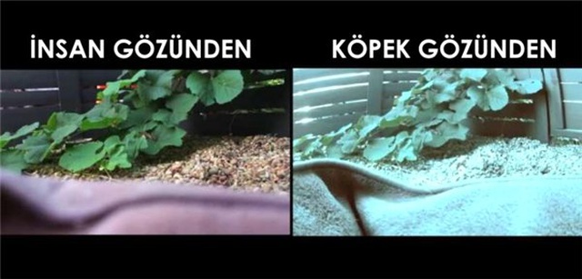 Araştırmacılar, Köpeklerin Televizyon Ekranına İlgilerini Bilimsel Olarak Açıkladılar