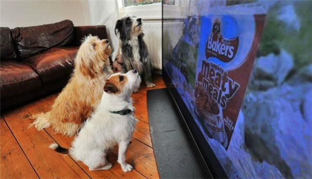 Araştırmacılar, Köpeklerin Televizyon Ekranına İlgilerini Bilimsel Olarak Açıkladılar