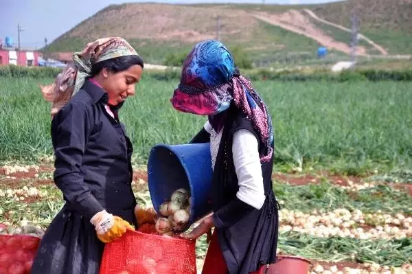 Kuru Soğan Tarlada 1,5 Liradan Satılıyor