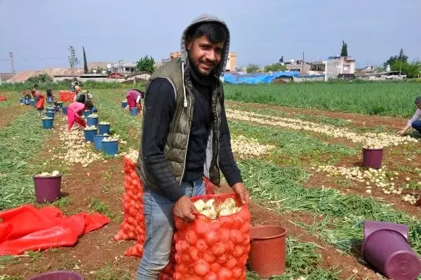 Kuru Soğan Tarlada 1,5 Liradan Satılıyor