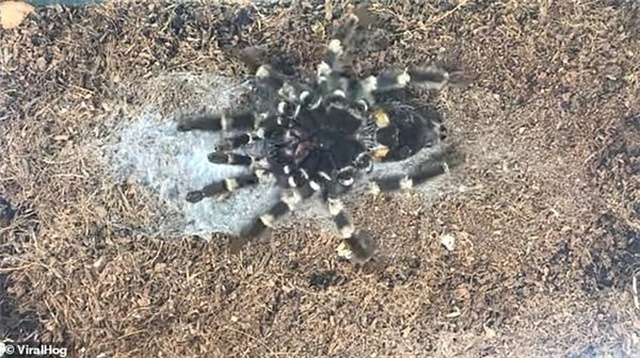Bir Tarantulanın Kabuk Değişimini Gösteren Ürkütücü Video