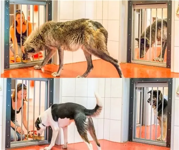 Bilim İnsanlarına Göre Kurtlar, Köpeklere Oranla Daha Yardımsever