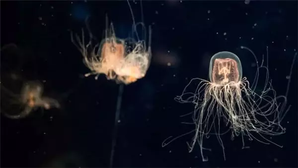 Dünyanın En Ölümcül Zehrine Karşılık Bir Panzehir Üretildi