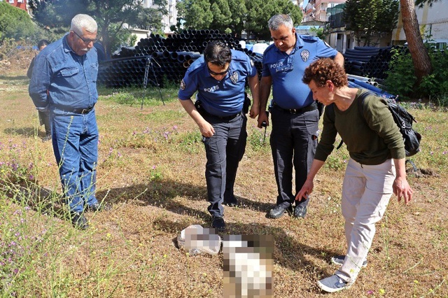 Beslediği Sokak Kedilerine Mama Vermeye Gelen Hayvansever, Hayatının Şokunu Yaşadı