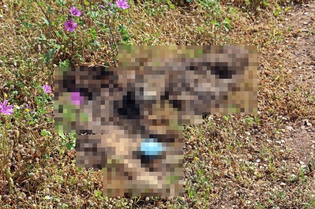 Beslediği Sokak Kedilerine Mama Vermeye Gelen Hayvansever, Hayatının Şokunu Yaşadı