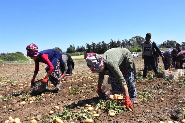 Tarlada 3,5-4 Liradan Satılıyor! Patates Üreticileri Tarih Verdi, Fiyatlar Düşecek