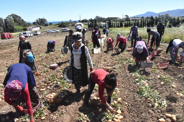 Tarlada 3,5-4 Liradan Satılıyor! Patates Üreticileri Tarih Verdi, Fiyatlar Düşecek
