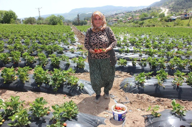 Yayladağı Çileği Rusya ve Romanya Yolunda
