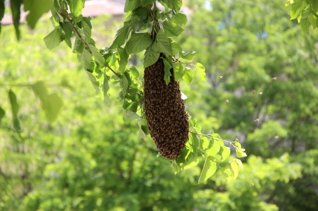 Firar Eden Arılar Mahalleyi İstila Etti! Esnaf Nereye Kaçacağını Şaşırdı