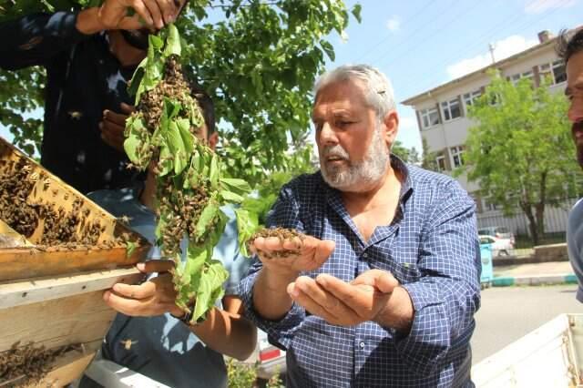 Firar Eden Arılar Mahalleyi İstila Etti! Esnaf Nereye Kaçacağını Şaşırdı