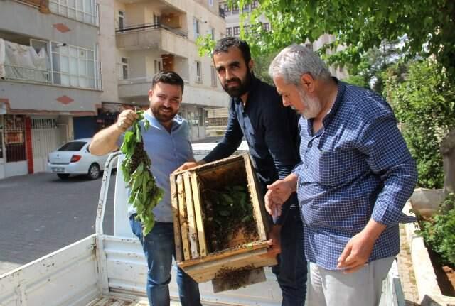 Firar Eden Arılar Mahalleyi İstila Etti! Esnaf Nereye Kaçacağını Şaşırdı