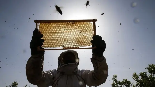 Eşek Arıları Bu Denklemi Çözebiliyor: X, Y'den, Y de Z'den Büyükse X, Z'den Büyüktür