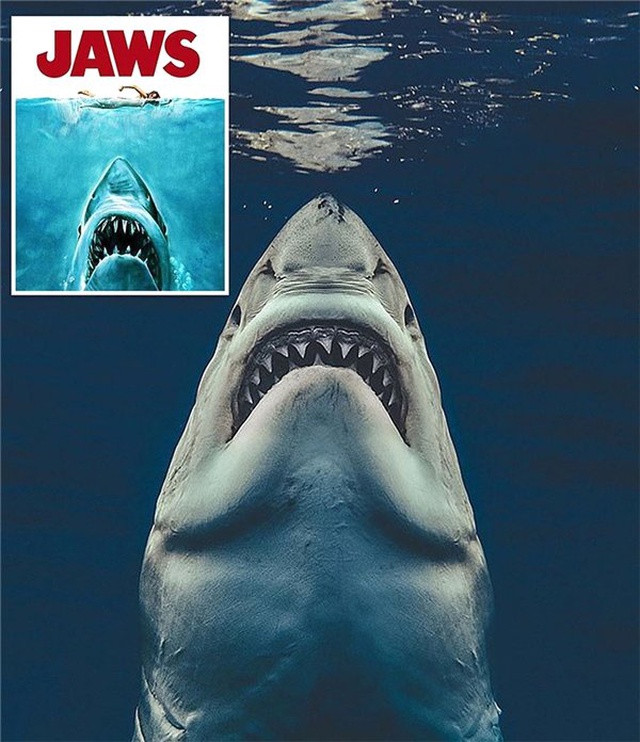 Jaws Filminin Posterini Gerçeğe Dönüştüren Ürkütücü Köpekbalığı Fotoğrafı