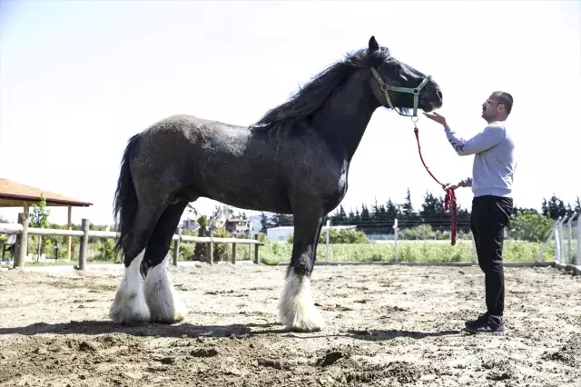 100 Bin TL'lik At, Boyu ve Kilosuyla Görenleri Şaşırtıyor