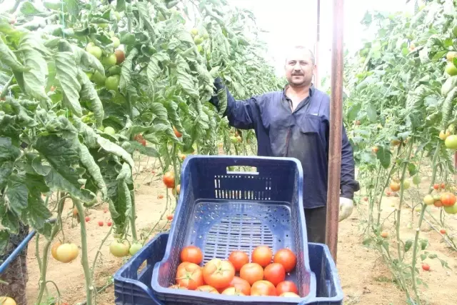 Domates Fiyatları Uzun Aradan Sonra Üreticisini Güldürdü