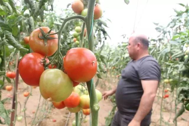 Domates Fiyatları Uzun Aradan Sonra Üreticisini Güldürdü