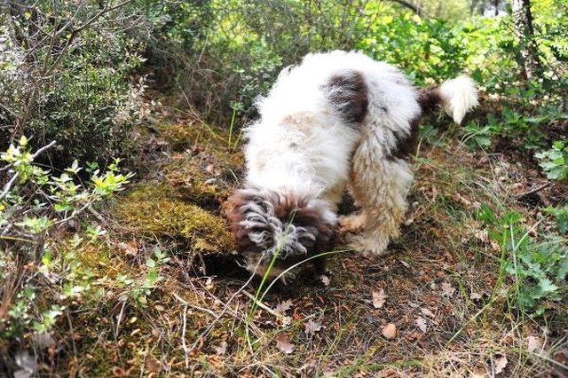 Fiyatı 9 Bin Euroya Kadar Çıkan Trüf Mantarını, Lagotto Romagnolo Cinsi Köpeklerle Buluyor