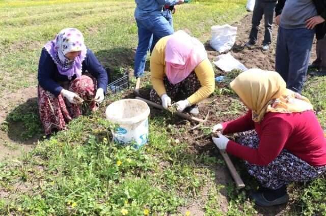 Kilosu Bin Liradan Satılıyor! Koparana 60 Bin TL Ceza