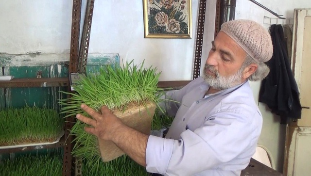 Arazide Otlatamadığı Hayvanları İçin Topraksız Yem Üretti
