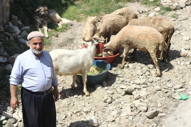 Arazide Otlatamadığı Hayvanları İçin Topraksız Yem Üretti