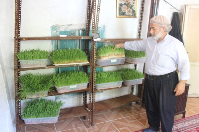 Arazide Otlatamadığı Hayvanları İçin Topraksız Yem Üretti