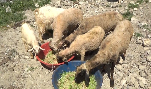 Arazide Otlatamadığı Hayvanları İçin Topraksız Yem Üretti