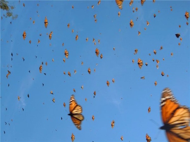 Aynı Anda Uçmaya Başlayan Milyonlarca Kelebeğin Çıkardığı Muhteşem Kanat Sesi (Video)