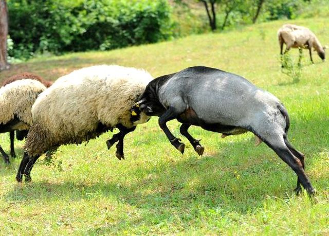 Gazeteciliği Bıraktı, Çoklu Doğum Yapan Koyun Yetiştiriyor