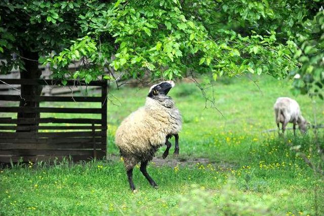 Gazeteciliği Bıraktı, Çoklu Doğum Yapan Koyun Yetiştiriyor