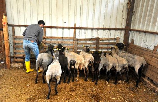 Gazeteciliği Bıraktı, Çoklu Doğum Yapan Koyun Yetiştiriyor