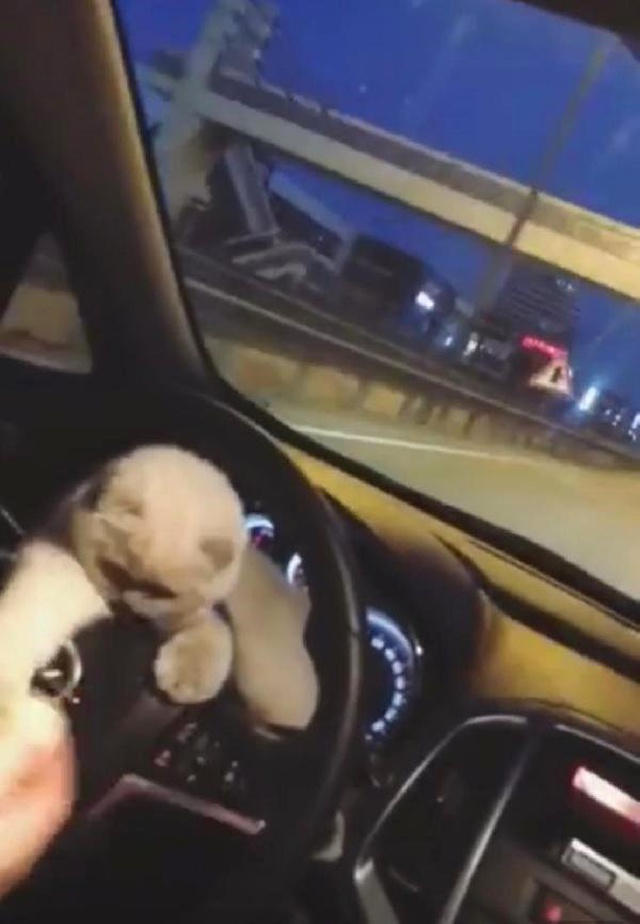 Sosyal Medya Bunu Konuşuyor! Kedisini Otomobilin Direksiyonuna Koyarak Yolculuk Yaptı