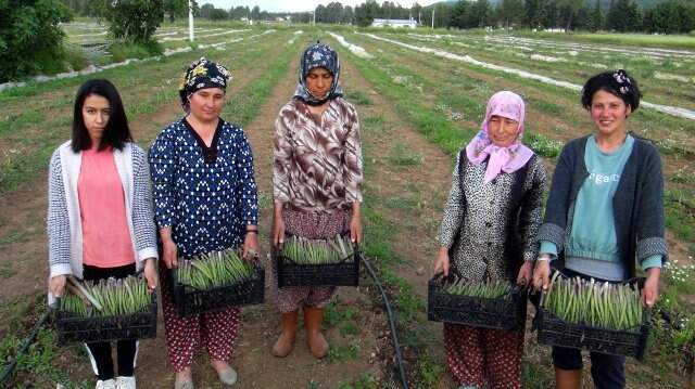 Kuşkonmaz İçin Kariyerini Bıraktı, Şimdi Taleplere Yetişemiyor Kuşkonmaz İçin Kariyerini Bıraktı, Şimdi Taleplere Yetişemiyor